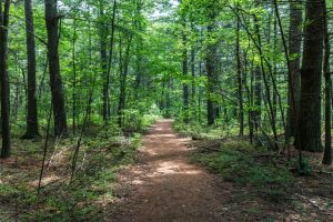 Foster-Hiking Trail